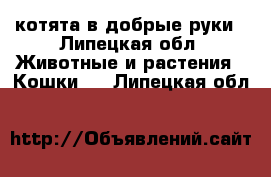 котята в добрые руки - Липецкая обл. Животные и растения » Кошки   . Липецкая обл.